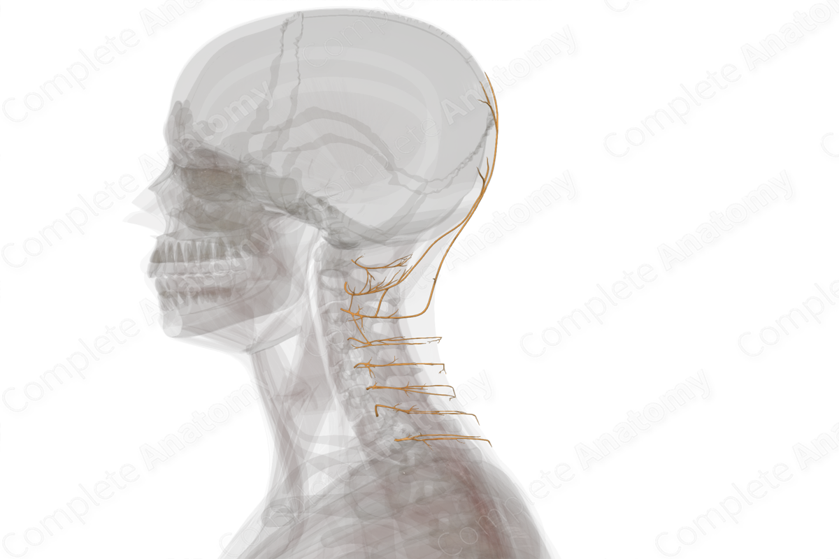 Posterior Rami of Cervical Nerves (Left)