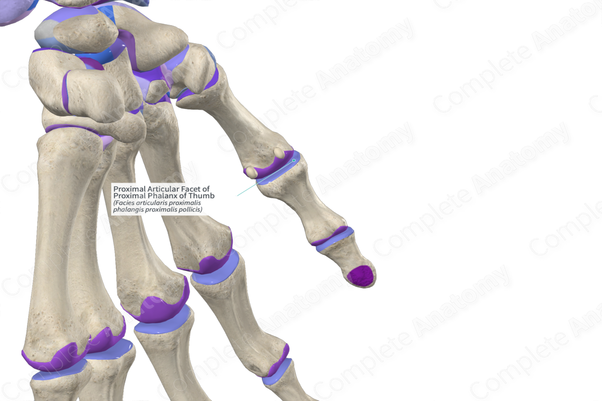 Proximal Articular Facet of Proximal Phalanx of Thumb