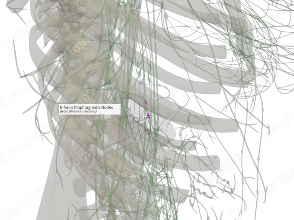 Inferior Diaphragmatic Nodes (Left)