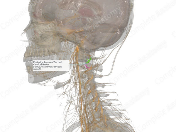 Posterior Ramus of Second Cervical Nerve (Left)