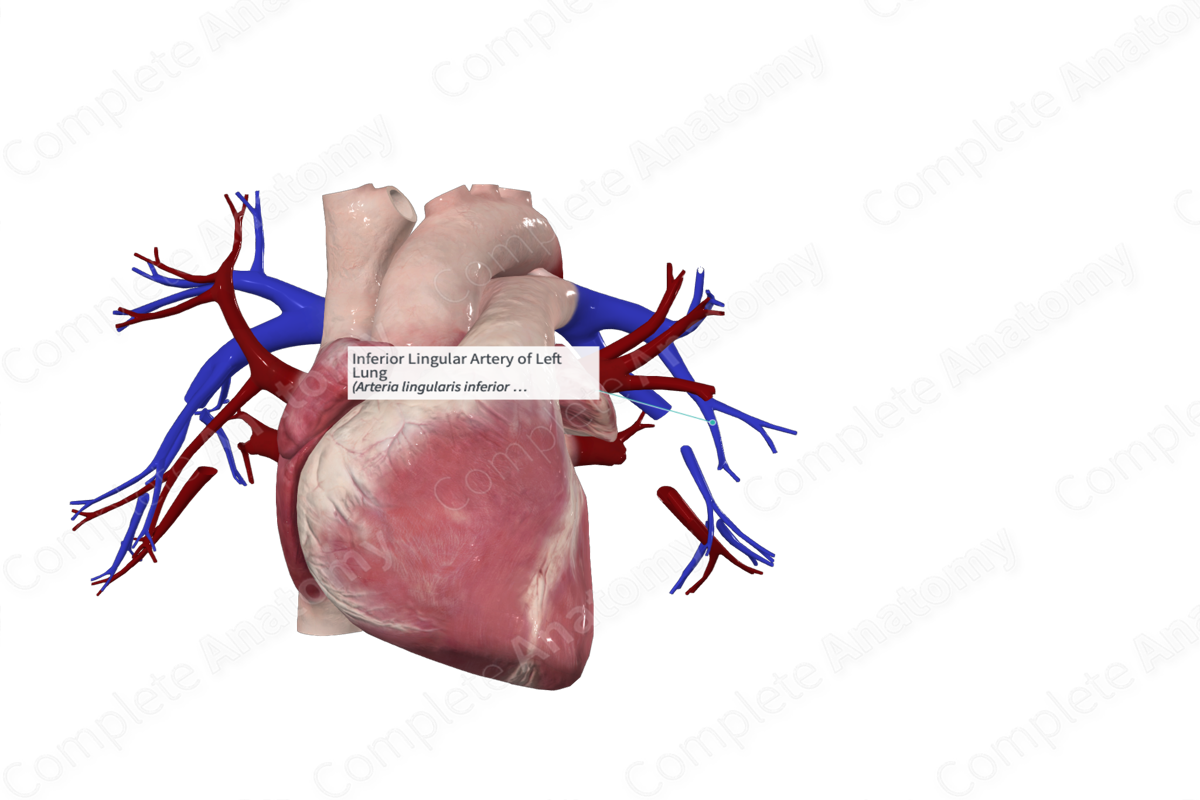 Inferior Lingular Artery of Left Lung