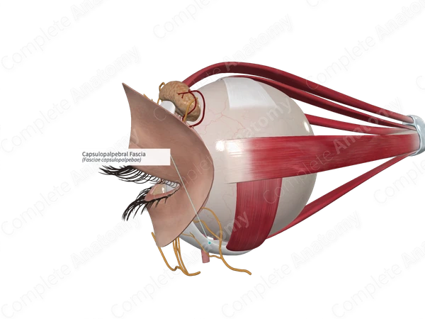 Capsulopalpebral Fascia