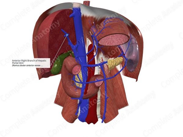 Anterior Right Branch of Hepatic Portal Vein