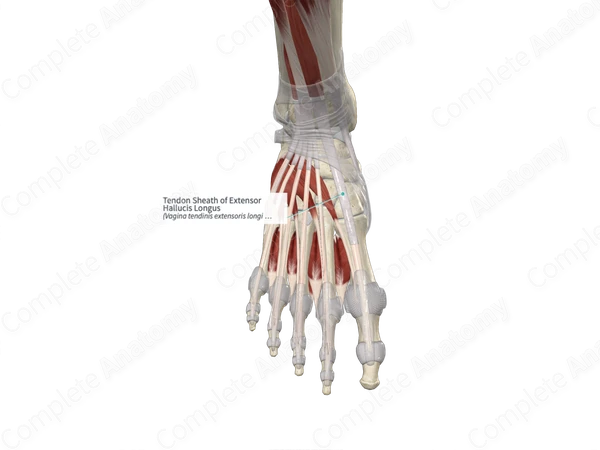 Tendon Sheath of Extensor Hallucis Longus 