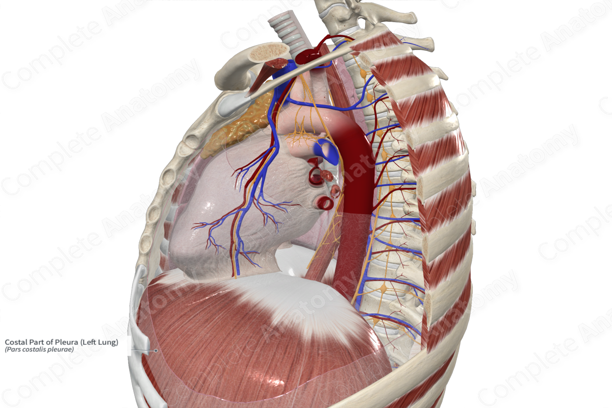 Costal Part of Pleura (Left Lung)