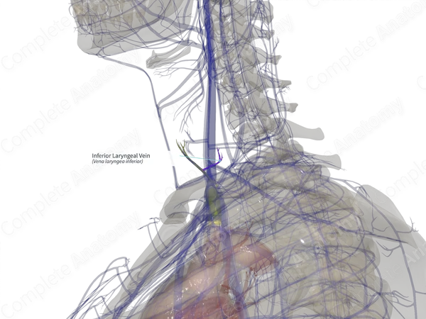 Inferior Laryngeal Vein (Left)