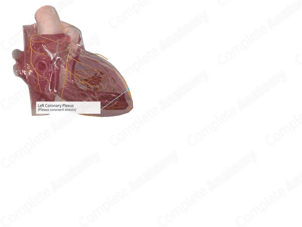 Left Coronary Plexus