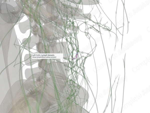 Left Colic Lymph Vessels