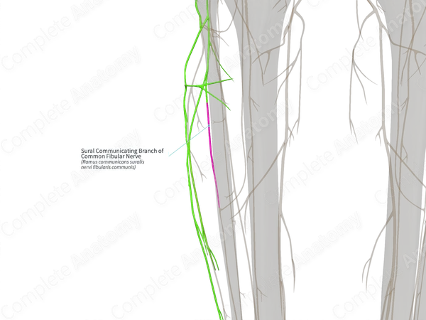 Sural Communicating Branch of Common Fibular Nerve (Left)