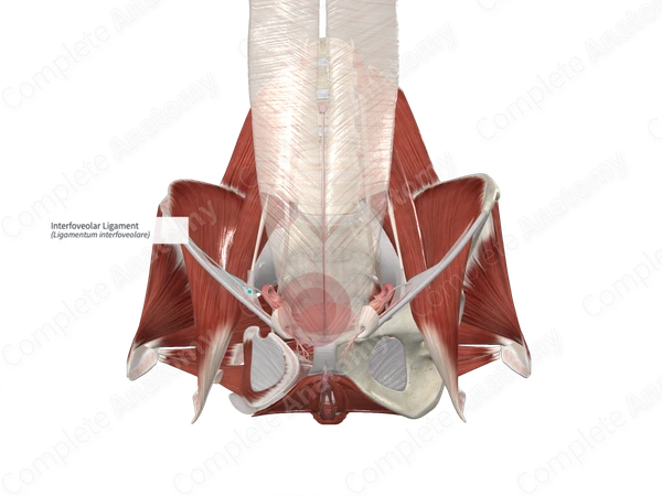Interfoveolar Ligament 