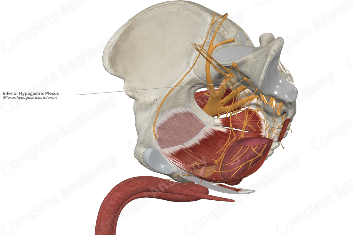 Inferior Hypogastric Plexus
