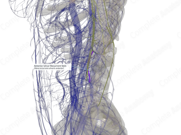 Anterior Ulnar Recurrent Vein (Left)