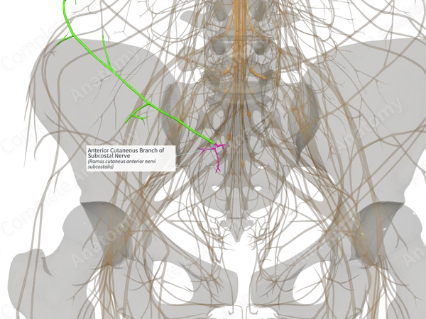 Anterior Cutaneous Branch of Subcostal Nerve (Right)