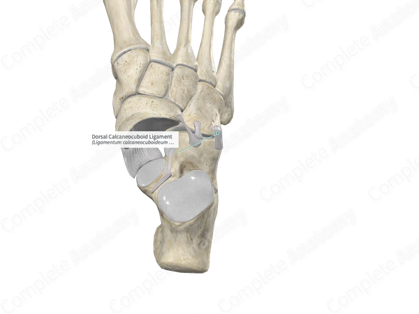 Dorsal Calcaneocuboid Ligament