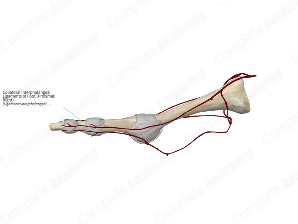 Collateral Interphalangeal Ligaments of Foot (Proximal; Left)