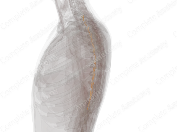 Thoracic Spinal Roots & Ganglia (Left)
