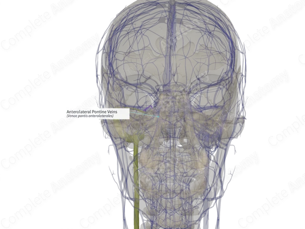 Anterolateral Pontine Veins (Left)