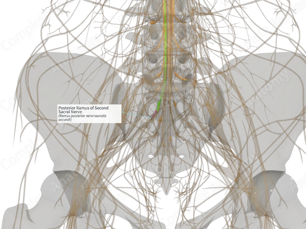 Posterior Ramus of Second Sacral Nerve (Right)