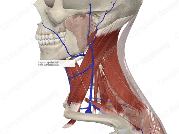 Suprascapular Vein