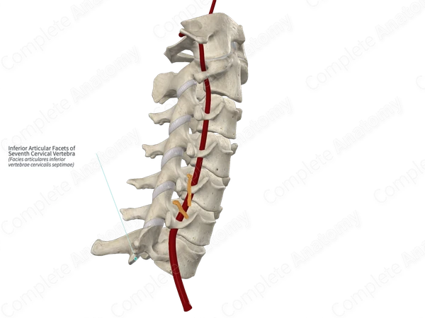 Inferior Articular Facets of Seventh Cervical Vertebra