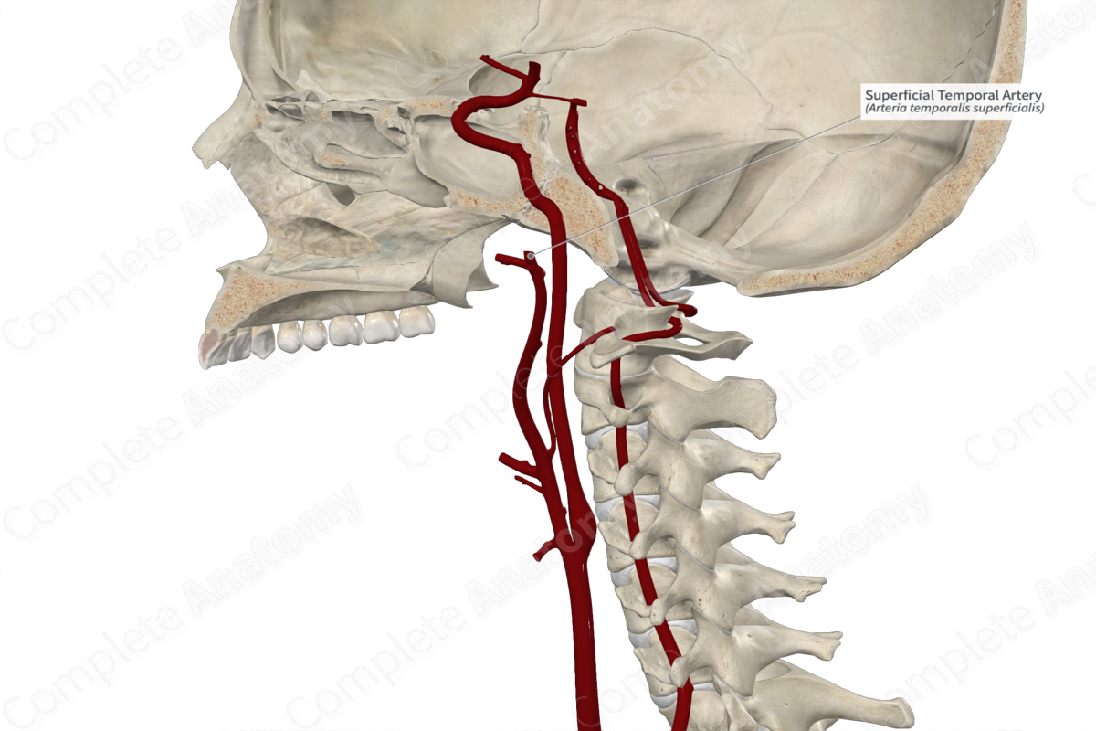 Superficial Temporal Artery 