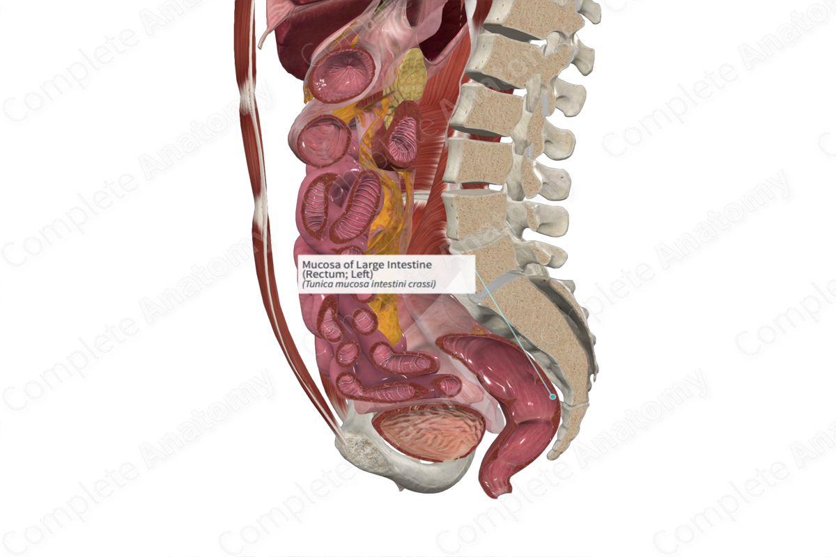 Mucosa of Large Intestine (Rectum; Left)