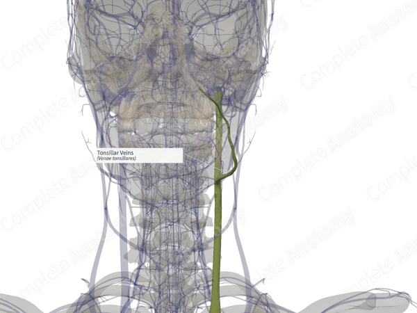 Tonsillar Veins (Right)