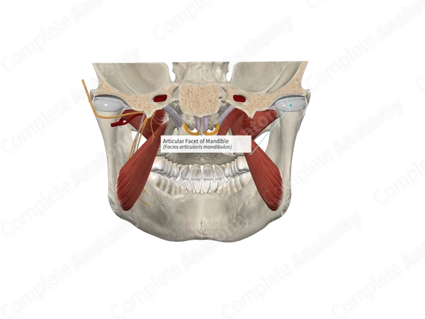 Articular Facet of Mandible