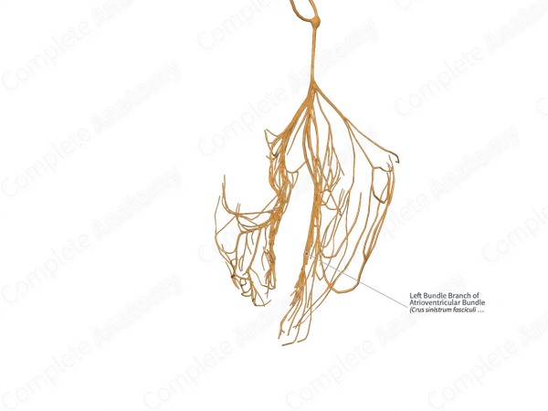 Left Bundle Branch of Atrioventricular Bundle