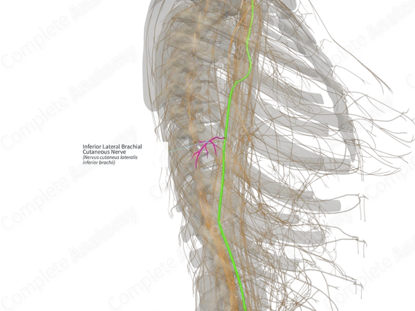 Inferior Lateral Brachial Cutaneous Nerve (Right)