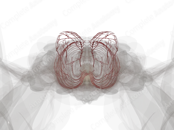 Arteries of Thoracic Wall