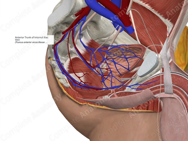 Anterior Trunk of Internal Iliac Vein