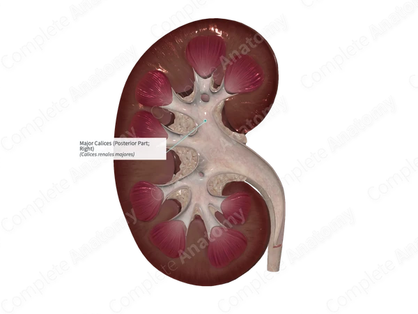 Major Calices (Posterior Part; Left)