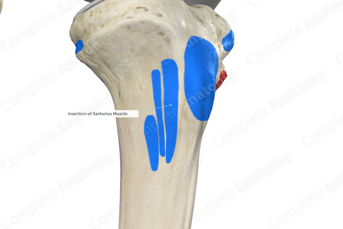 Insertion of Sartorius Muscle