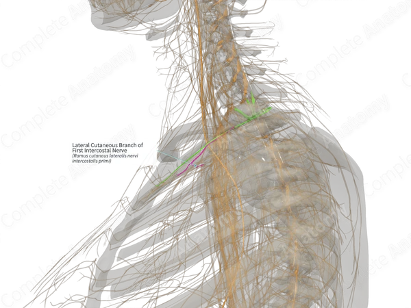 Lateral Cutaneous Branch of First Intercostal Nerve (Right)
