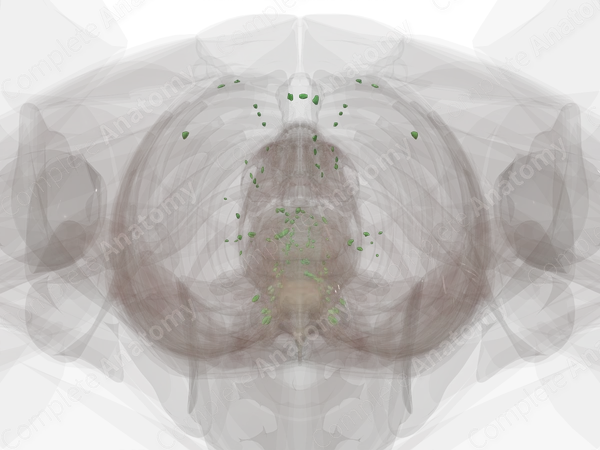 Thoracic Lymph Nodes