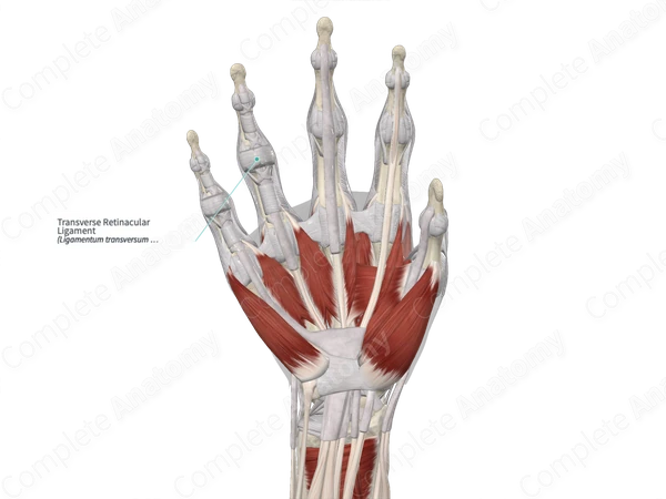 Transverse Retinacular Ligament