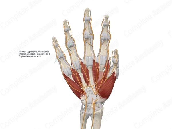 Palmar Ligaments of Proximal Interphalangeal Joints of Hand