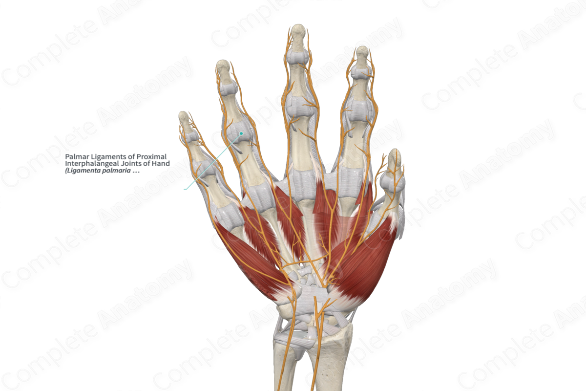 Palmar Ligaments of Proximal Interphalangeal Joints of Hand 