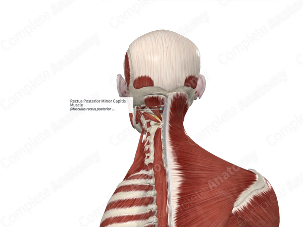 Rectus Posterior Minor Capitis Muscle