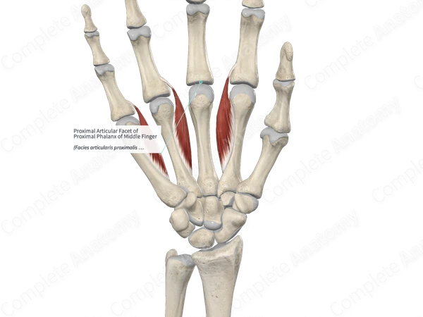 Proximal Articular Facet of Proximal Phalanx of Middle Finger