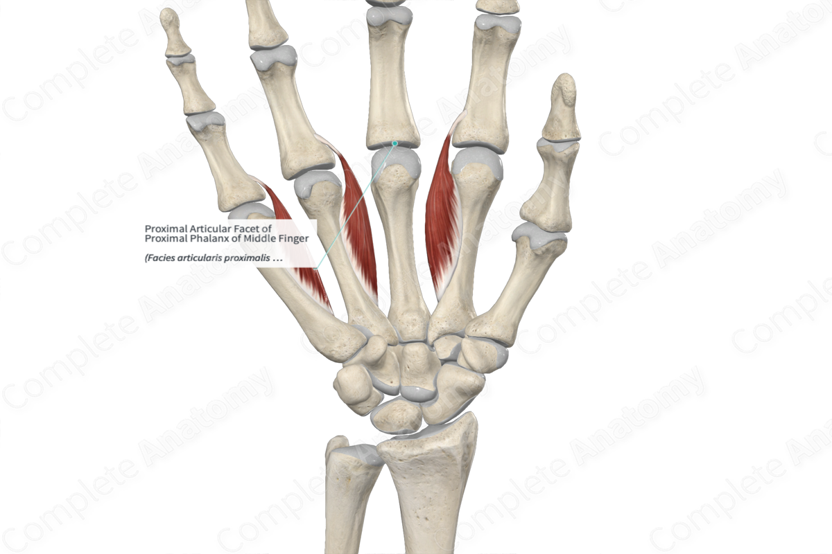 Proximal Articular Facet of Proximal Phalanx of Middle Finger 