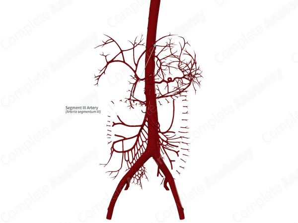Segment III Artery