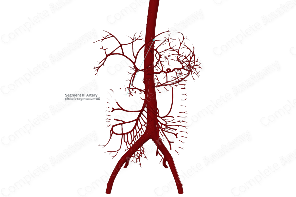 Segment III Artery