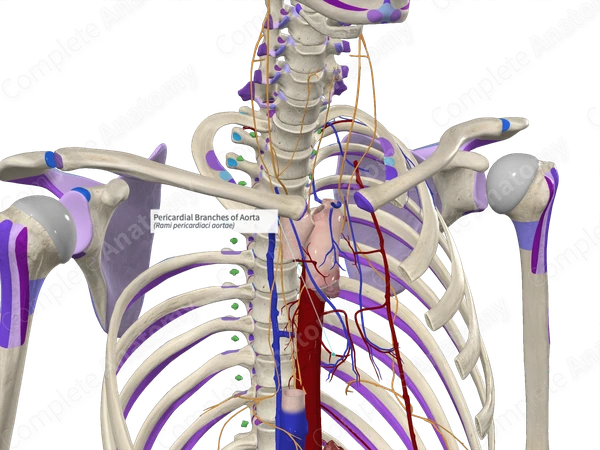Pericardial Branches of Aorta