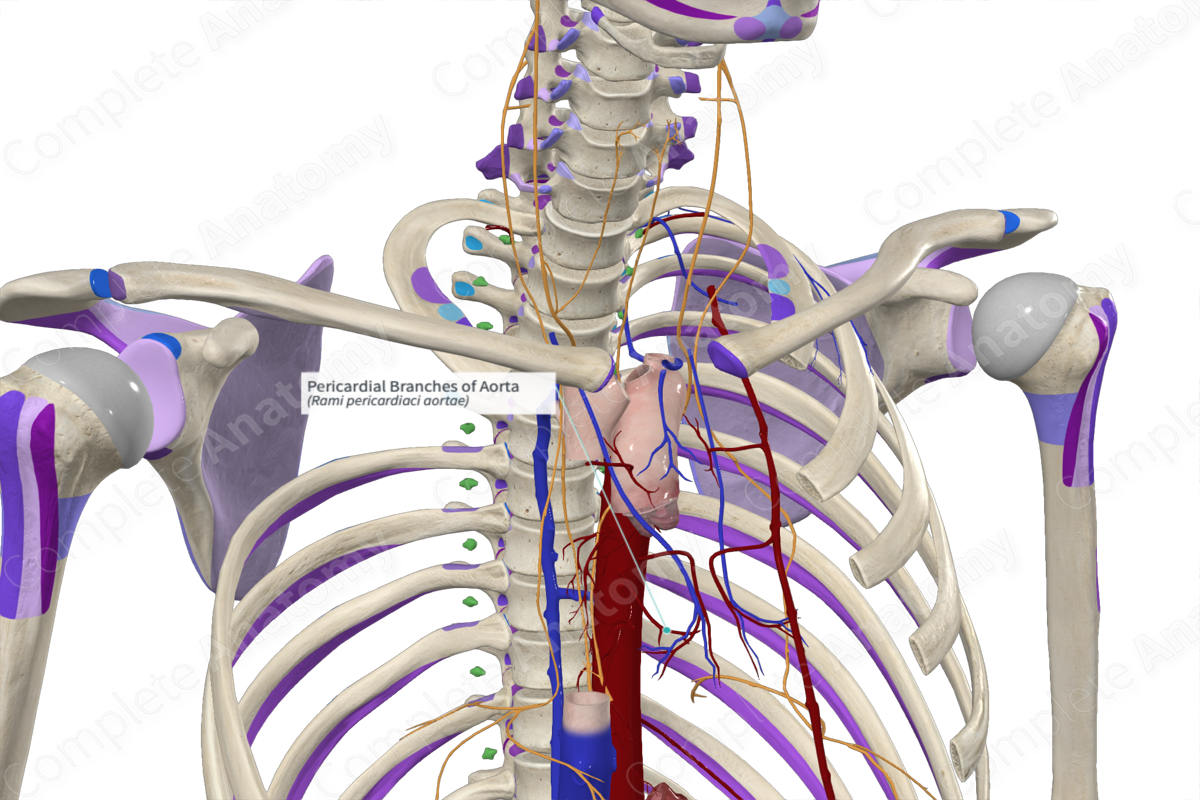 Pericardial Branches of Aorta