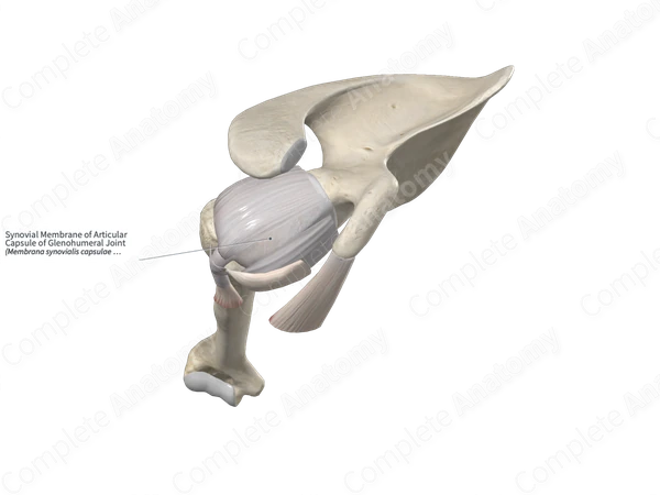Synovial Membrane of Articular Capsule of Glenohumeral Joint 