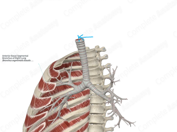 Anterior Basal Segmental Bronchus of Right Lung