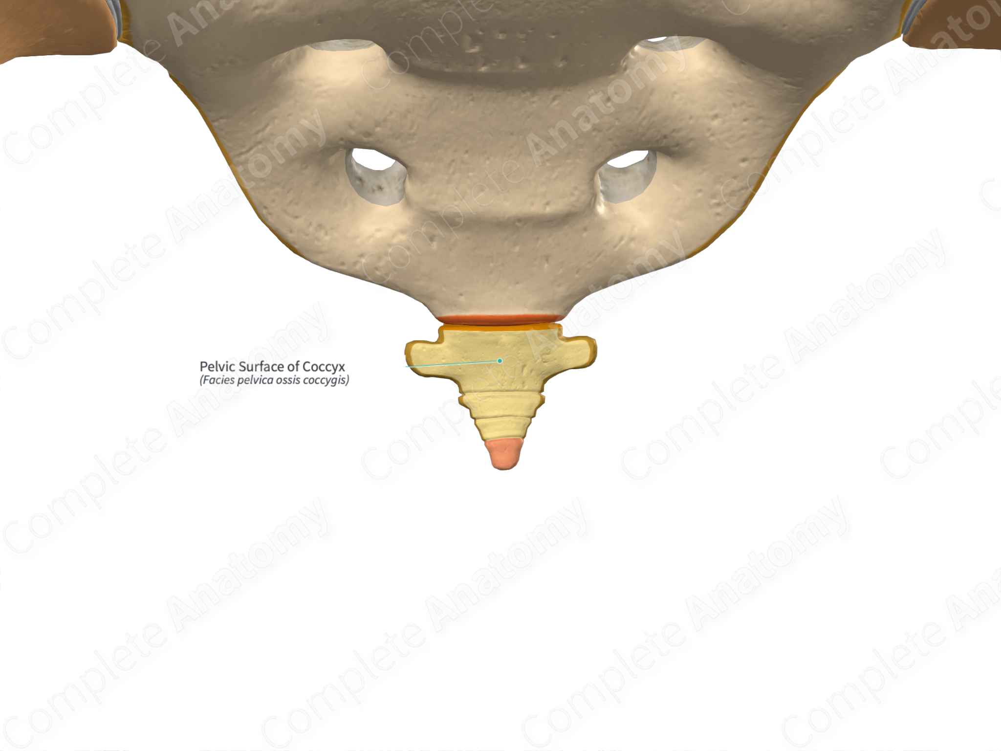 Pelvic Surface Of Coccyx 