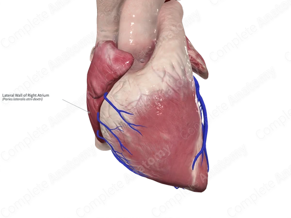 Lateral Wall of Right Atrium